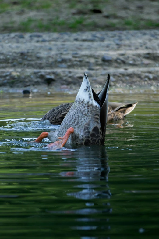 a duck that is floating in some water