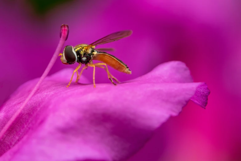 a bee is standing on the edge of a flower