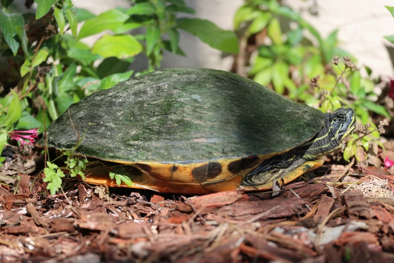 turtle laying on the ground in front of green vegetation