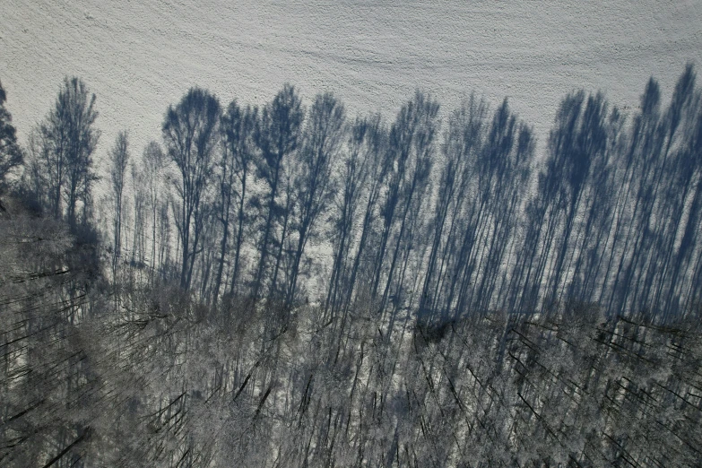 snow covers the landscape and trees casting a shadow