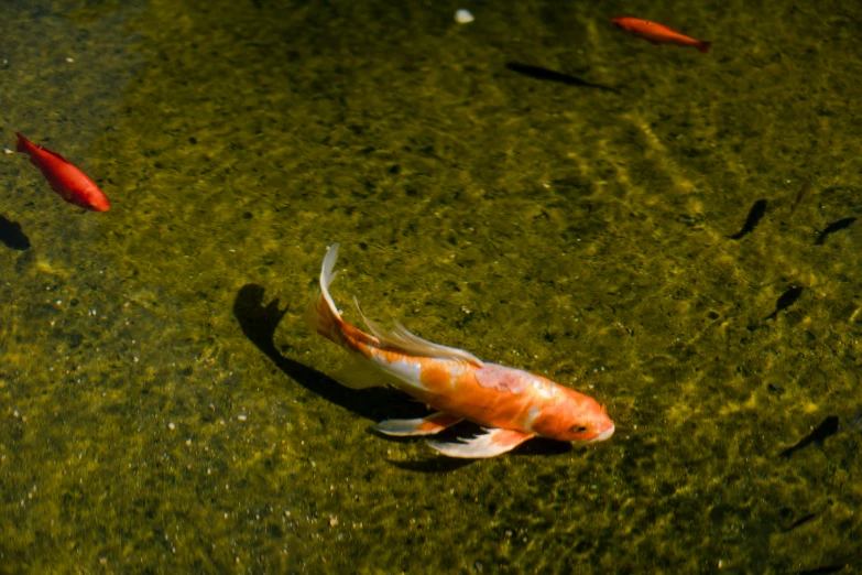 orange and white fish are in a pond