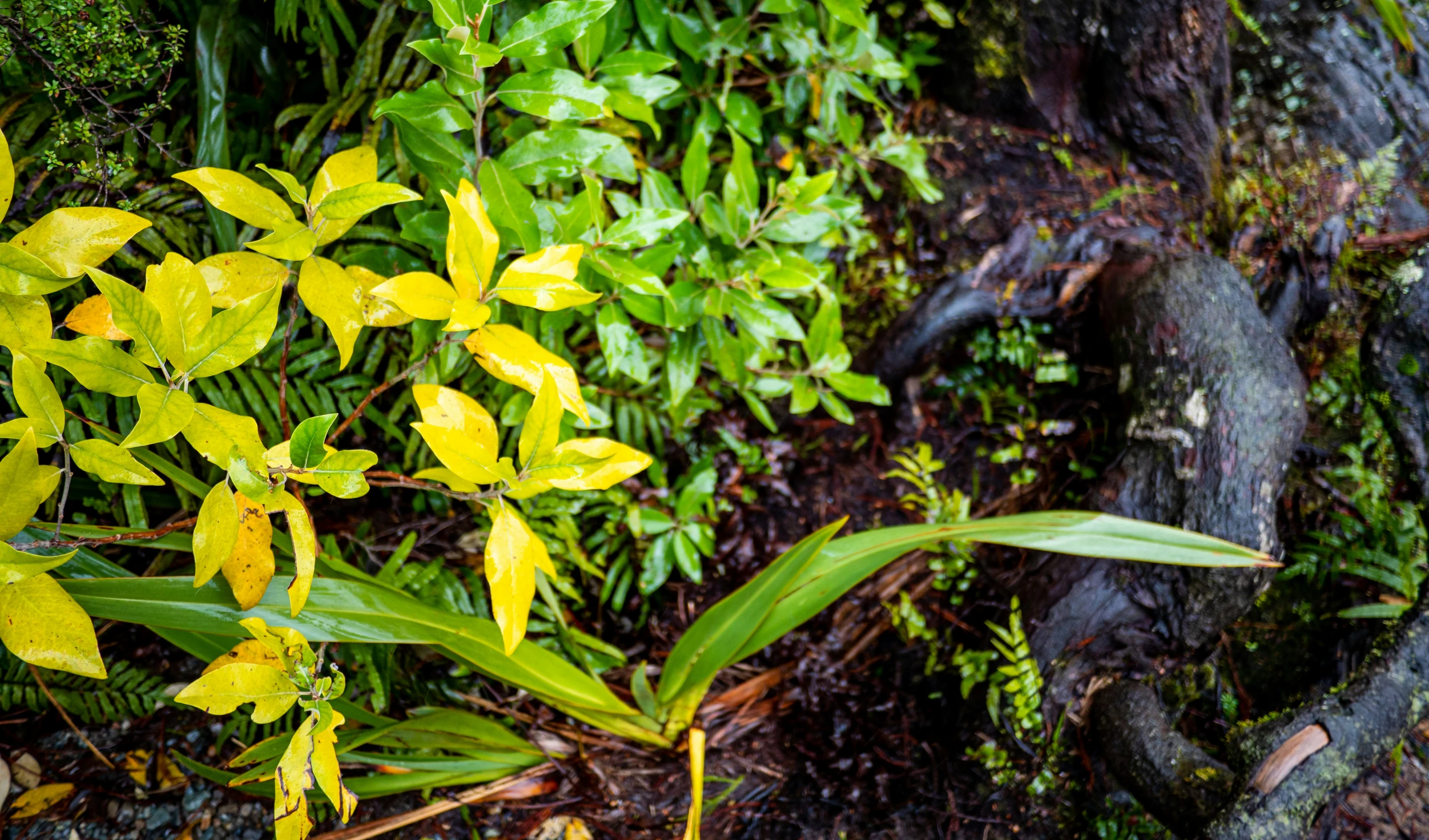 the lush vegetation is growing by the tree