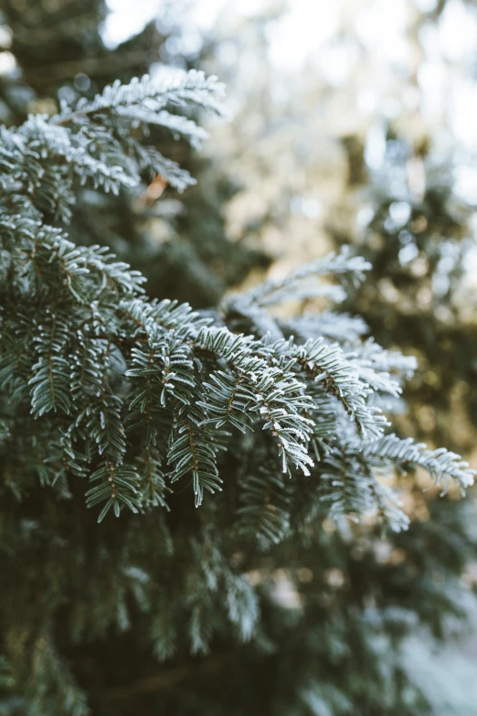 close up of the nches of a fir tree