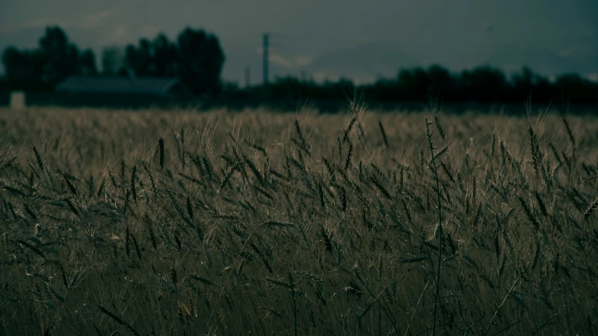 a field with dry grass on a cloudy day