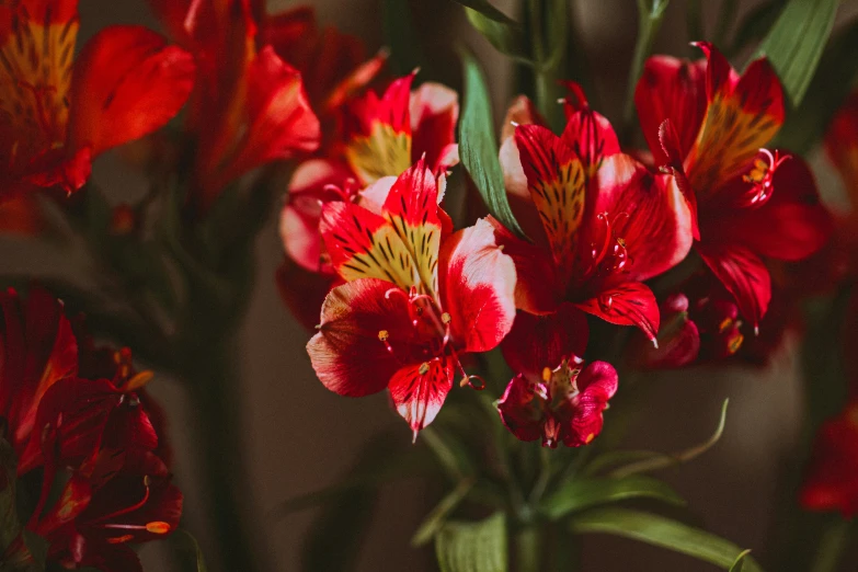 several bright red flowers in a vase with some green leaves