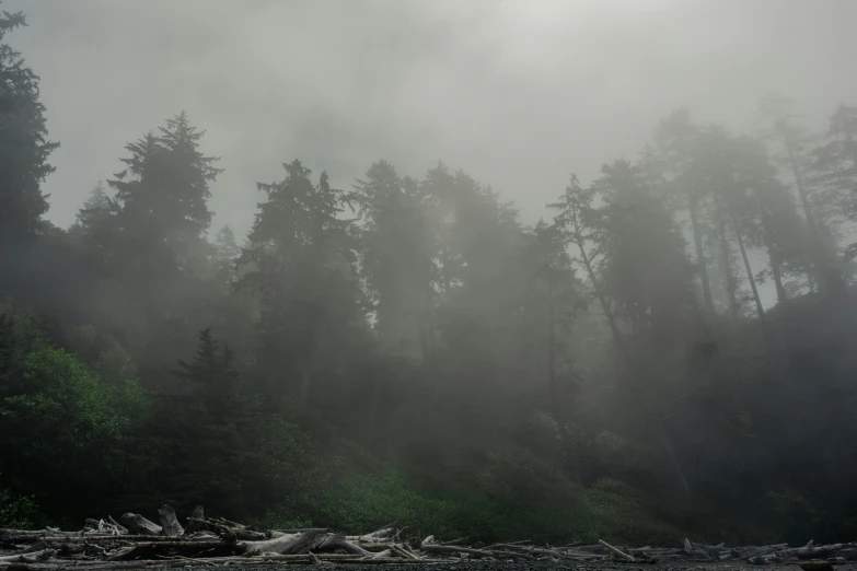 a bunch of trees that are by some water