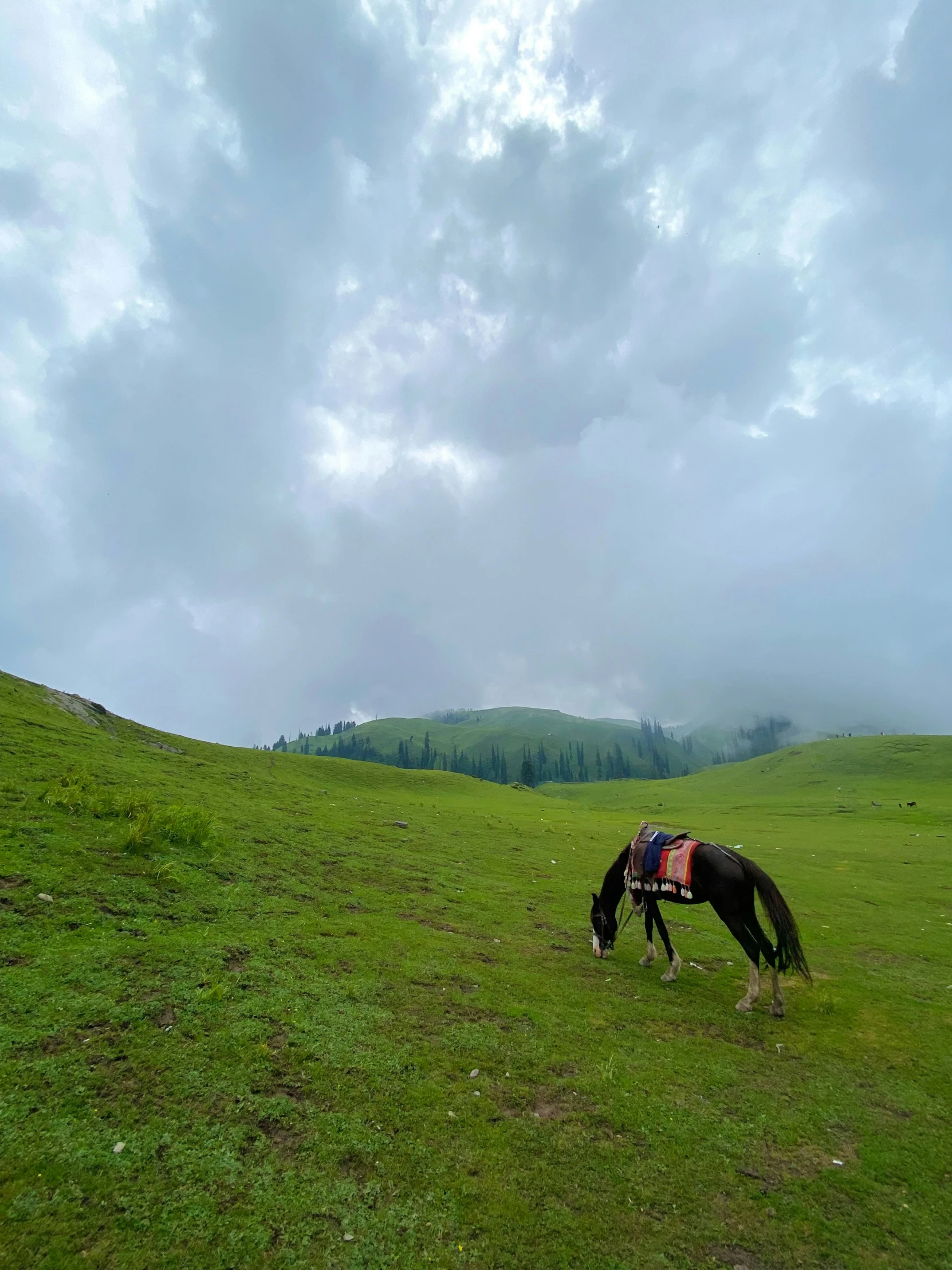 a horse is grazing on a lush green hillside