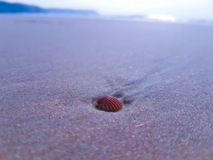 a shell on the sandy beach with sand