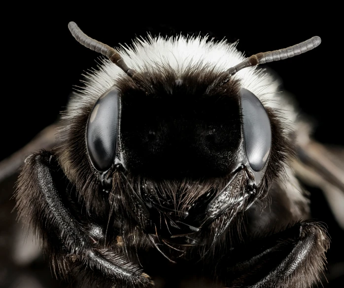 a close up of a bee with horns and wings