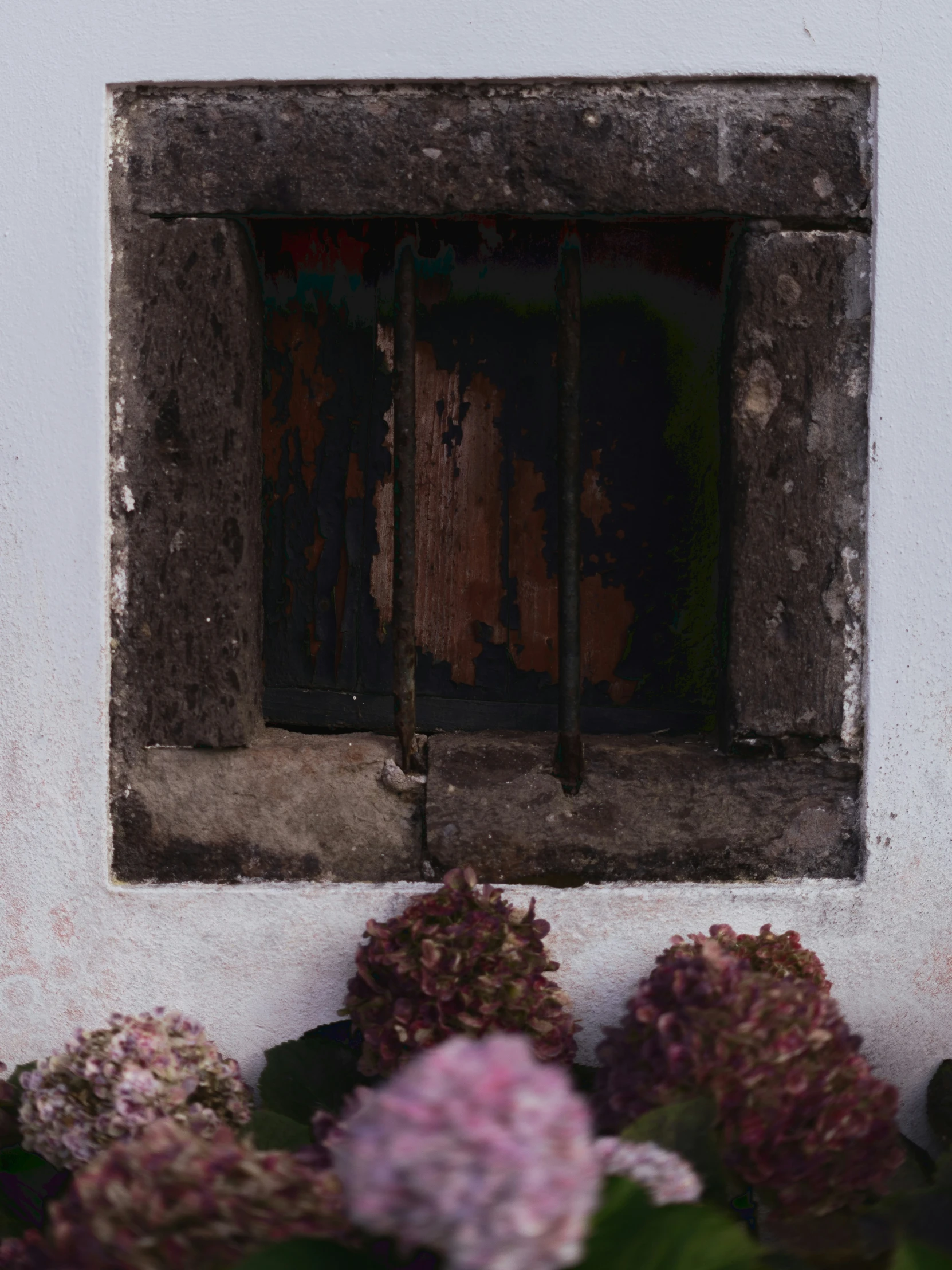 some purple flowers sitting outside of a window