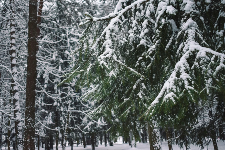 pine trees stand against the snow in a wooded area