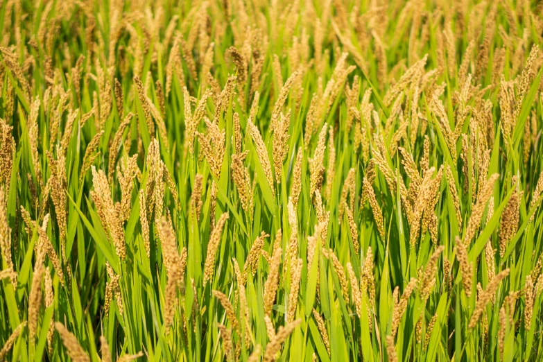 long grass grows in a field on a farm