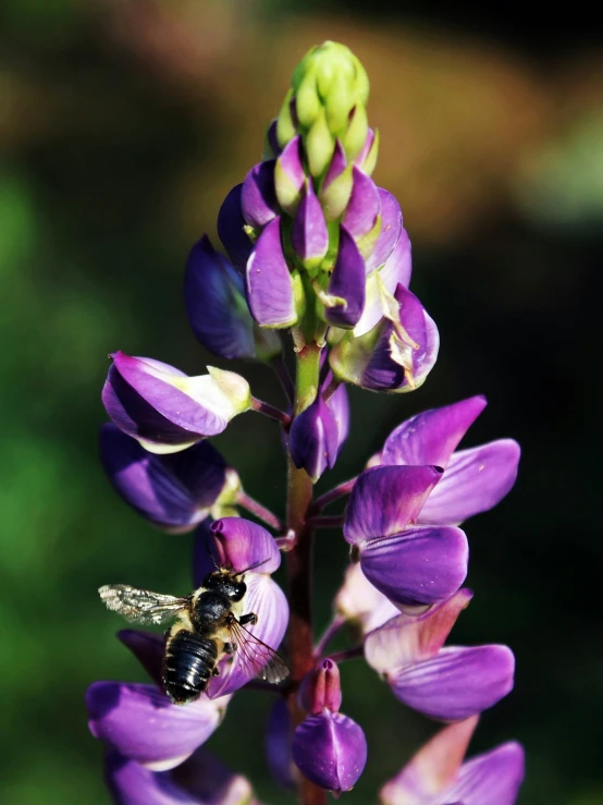 a purple flower is next to a bee