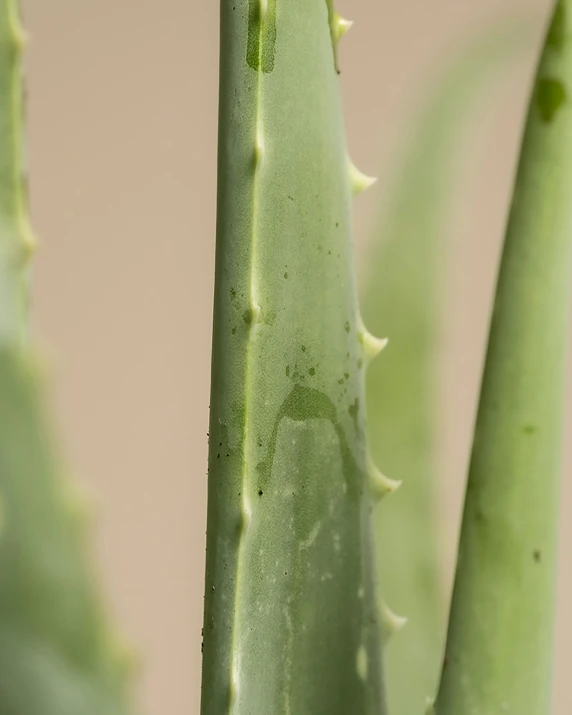 a green plant that has very tiny flowers in it