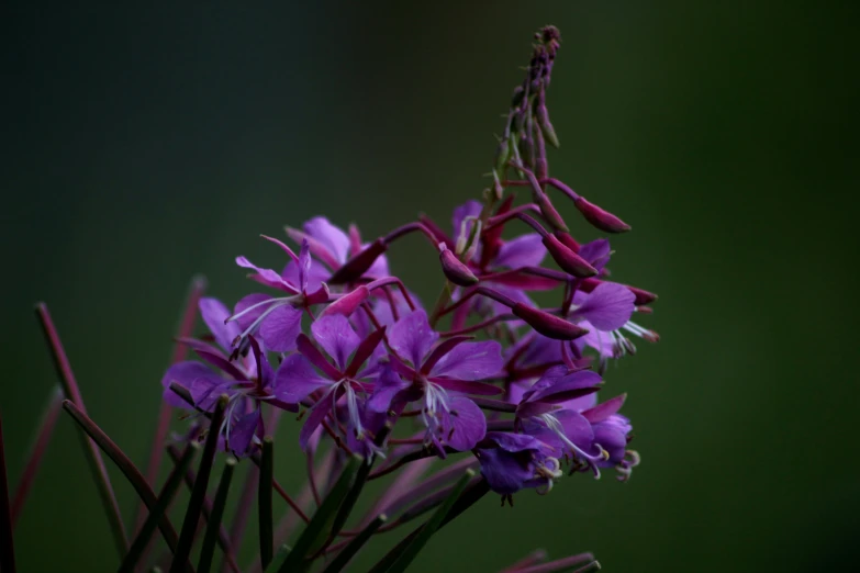 a close up of purple flowers and stems