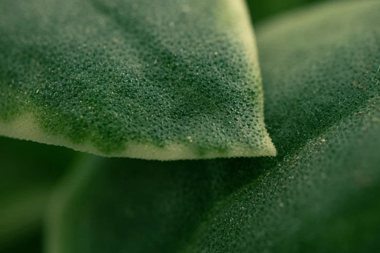 a large leaf is close up on this bright green surface