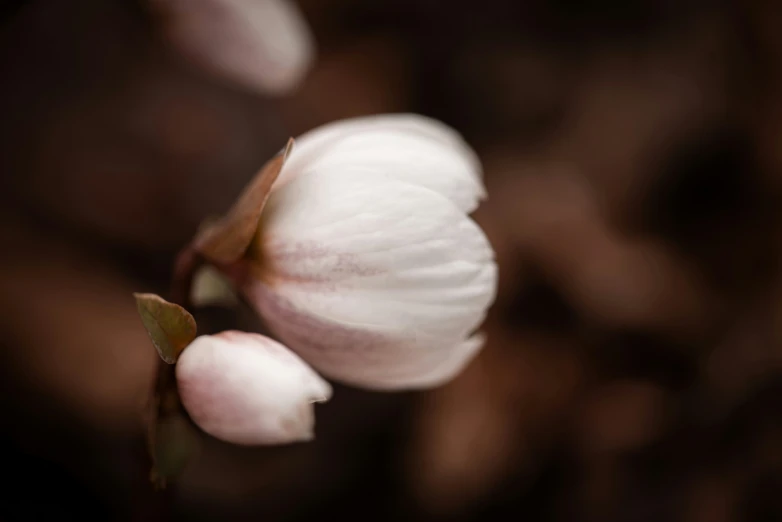 white flower that is growing from it's end