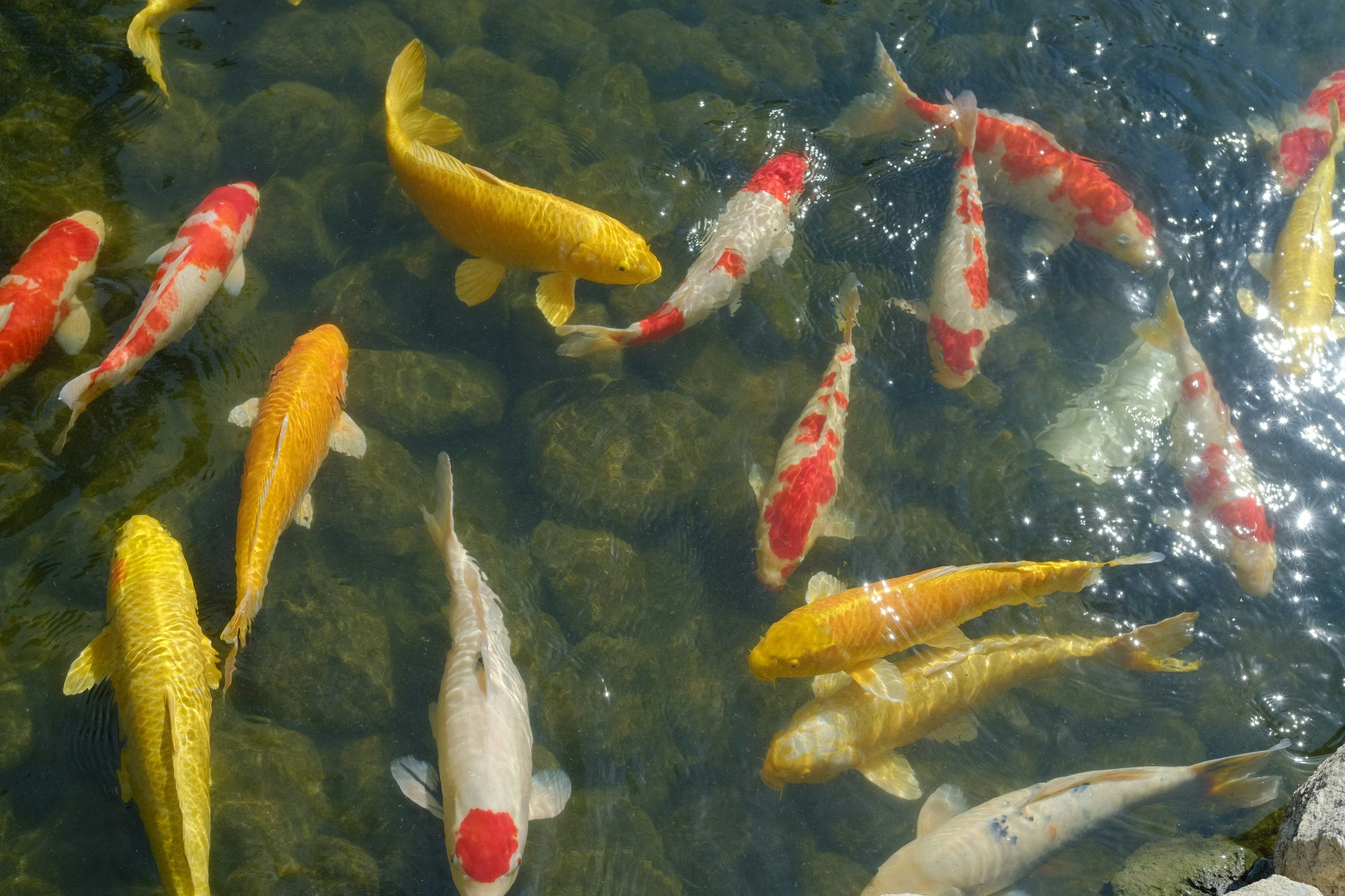 there are fish swimming in a pond of water