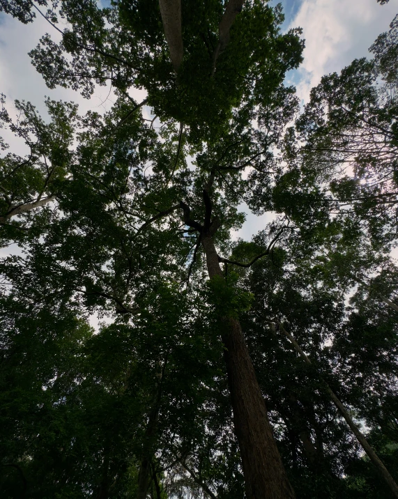 a bench sitting under the top of a tall tree