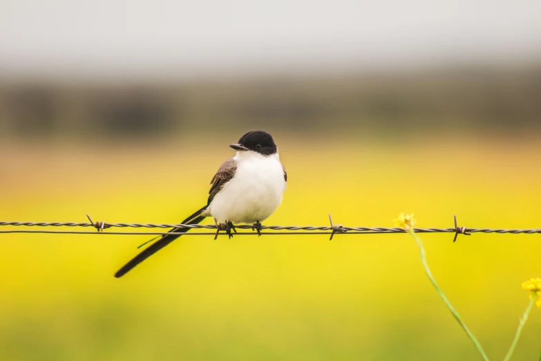 a bird sitting on a barbed wire