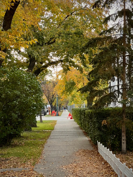 a city street lined with trees and covered in leaves