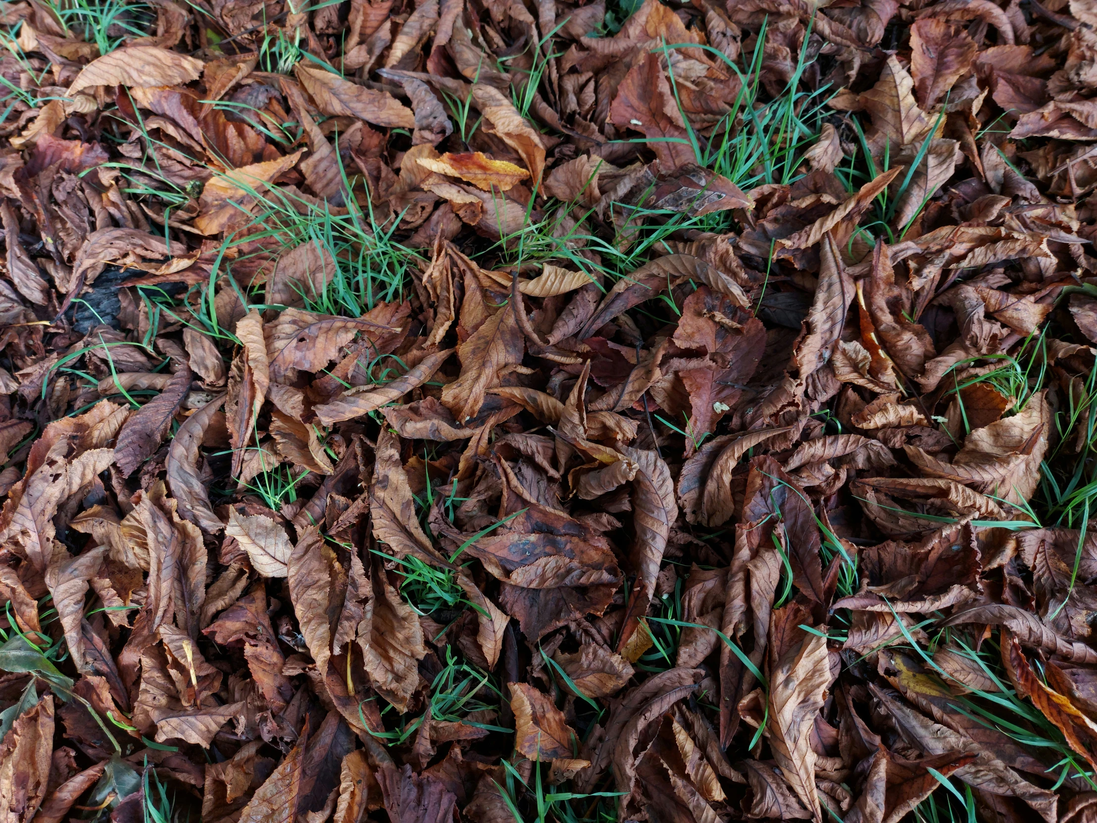 the brown leaves and grass are on the ground