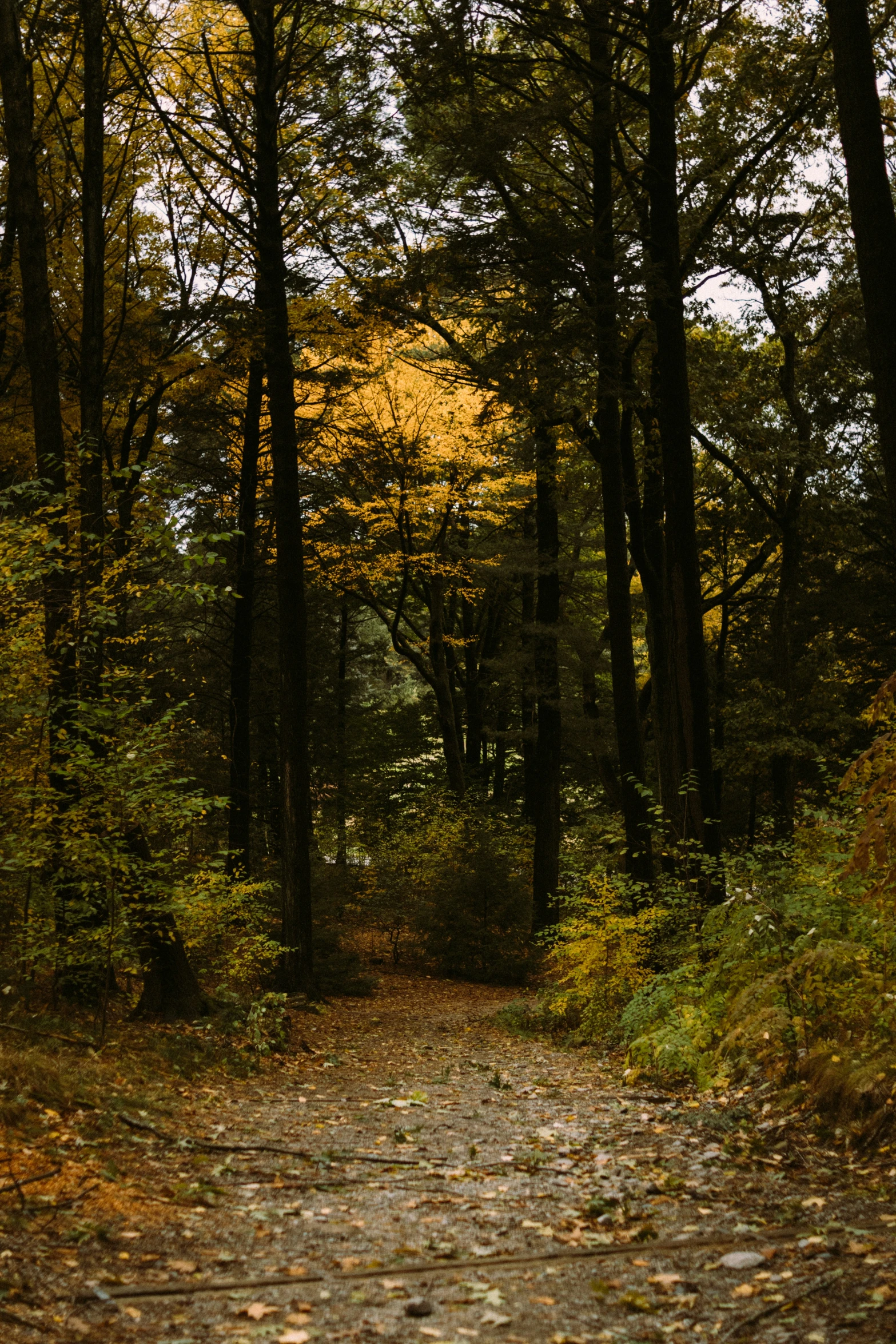 pathway through trees and leaves with bright yellow leaves on the ground