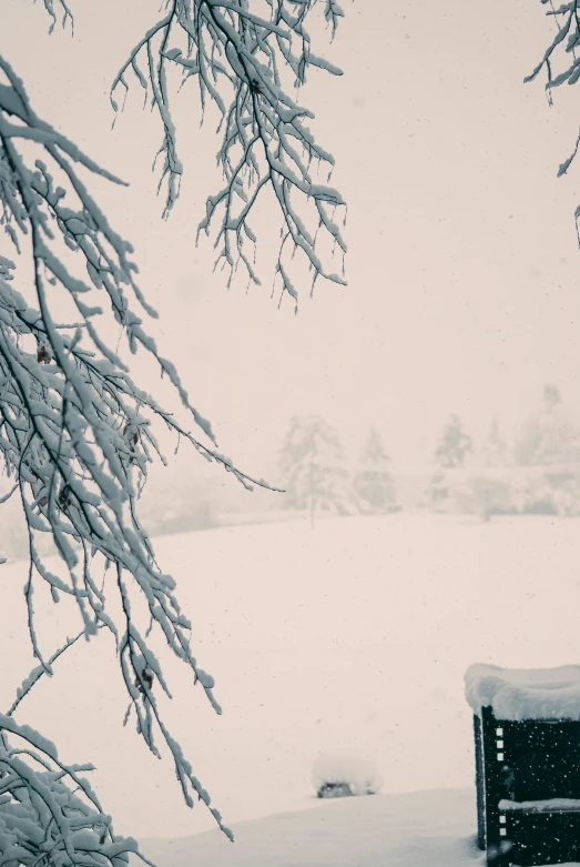 a bench covered in snow underneath a tall tree