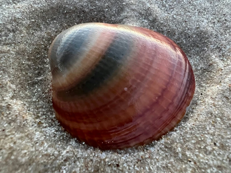 a small shell is shown on the beach