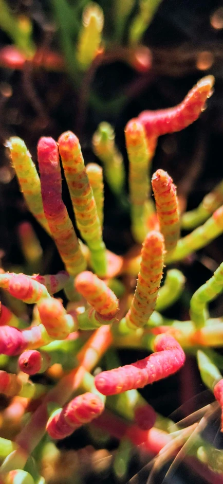 a close up of many different type of plants