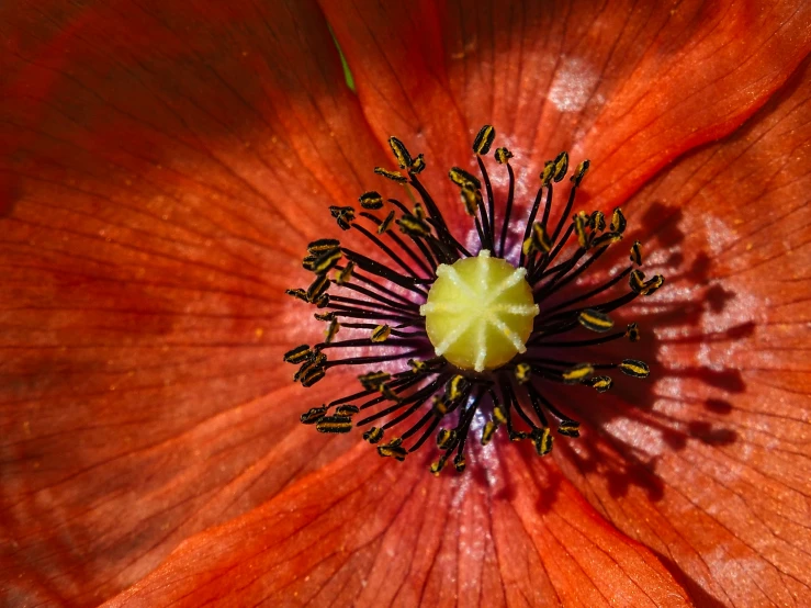 the middle of a large red flower that has a yellow center