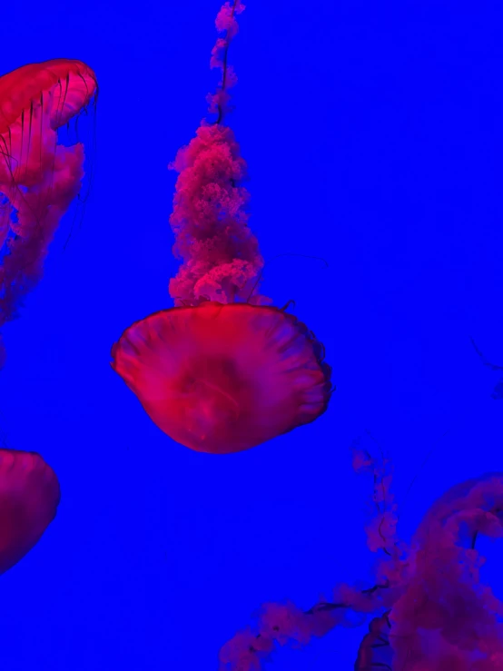 some very pretty red jellyfish in the ocean