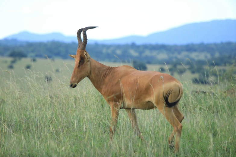 an animal with curved horns stands in the grass
