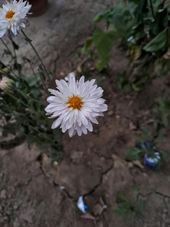 some small white flowers in a field