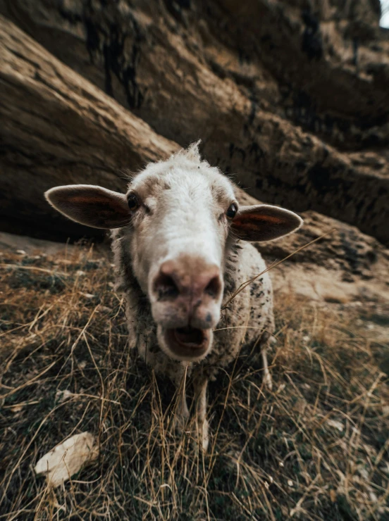 a sheep is in the middle of an area with grass and a large, hollowed tree