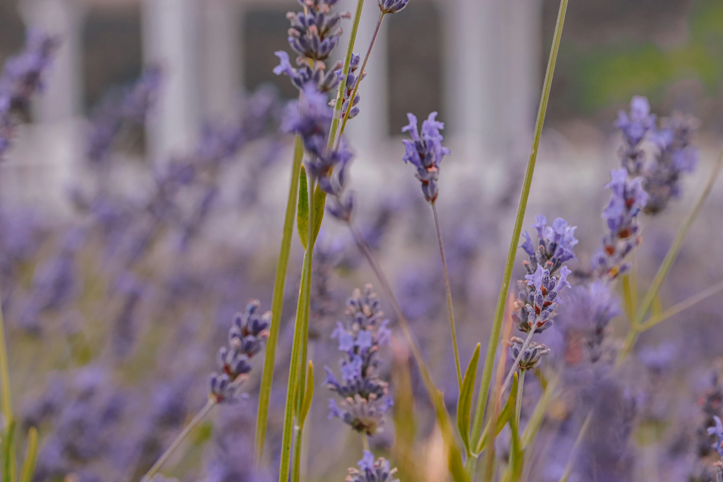 lavender flowers blooming in an open field