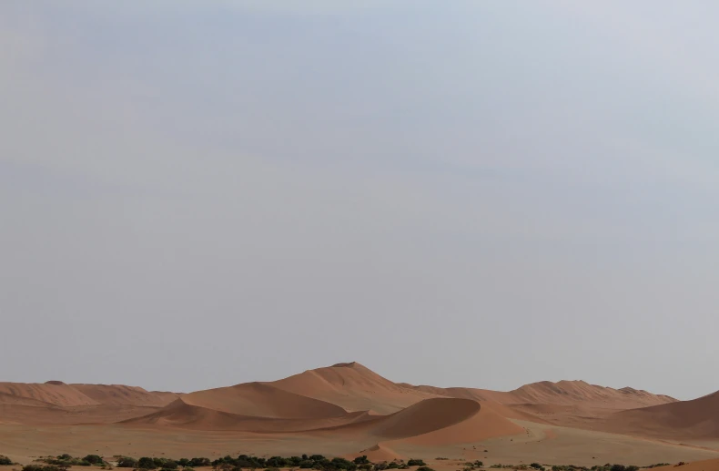 several elephants walking across sand dunes in the sahara