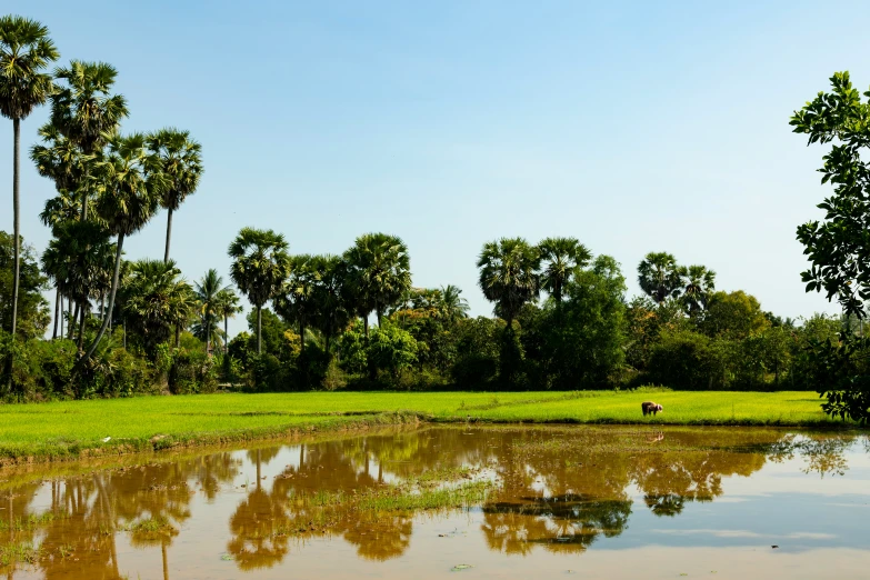 a river running between two lush green trees