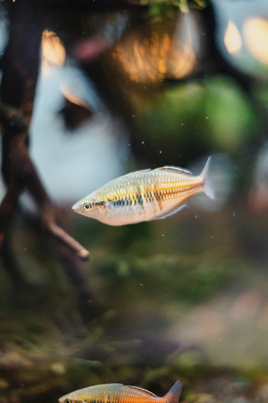 an image of fish swimming in the water