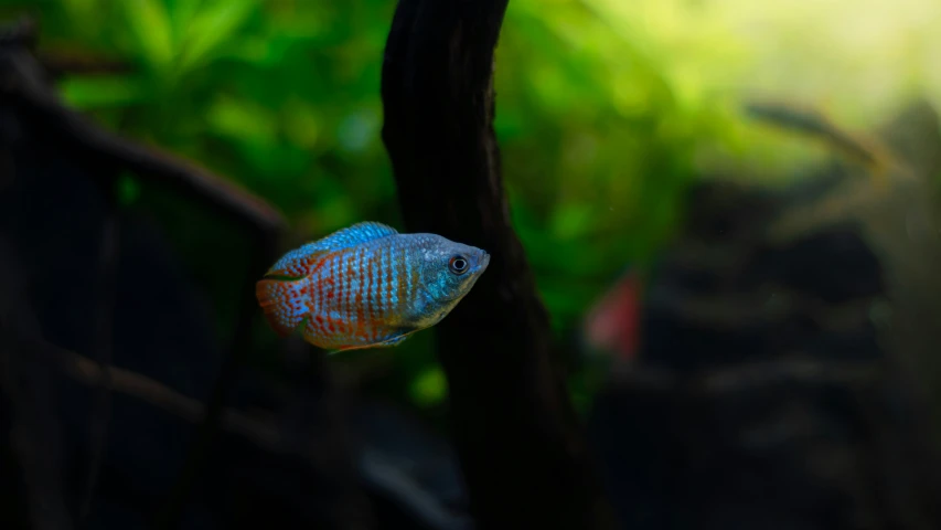 a red and blue fish with blurry water in the background