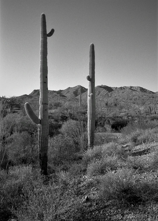 two tall cactus stands in the middle of an open field