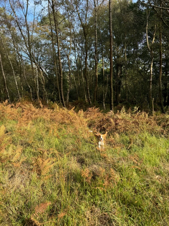 there is a dog that is standing in a field