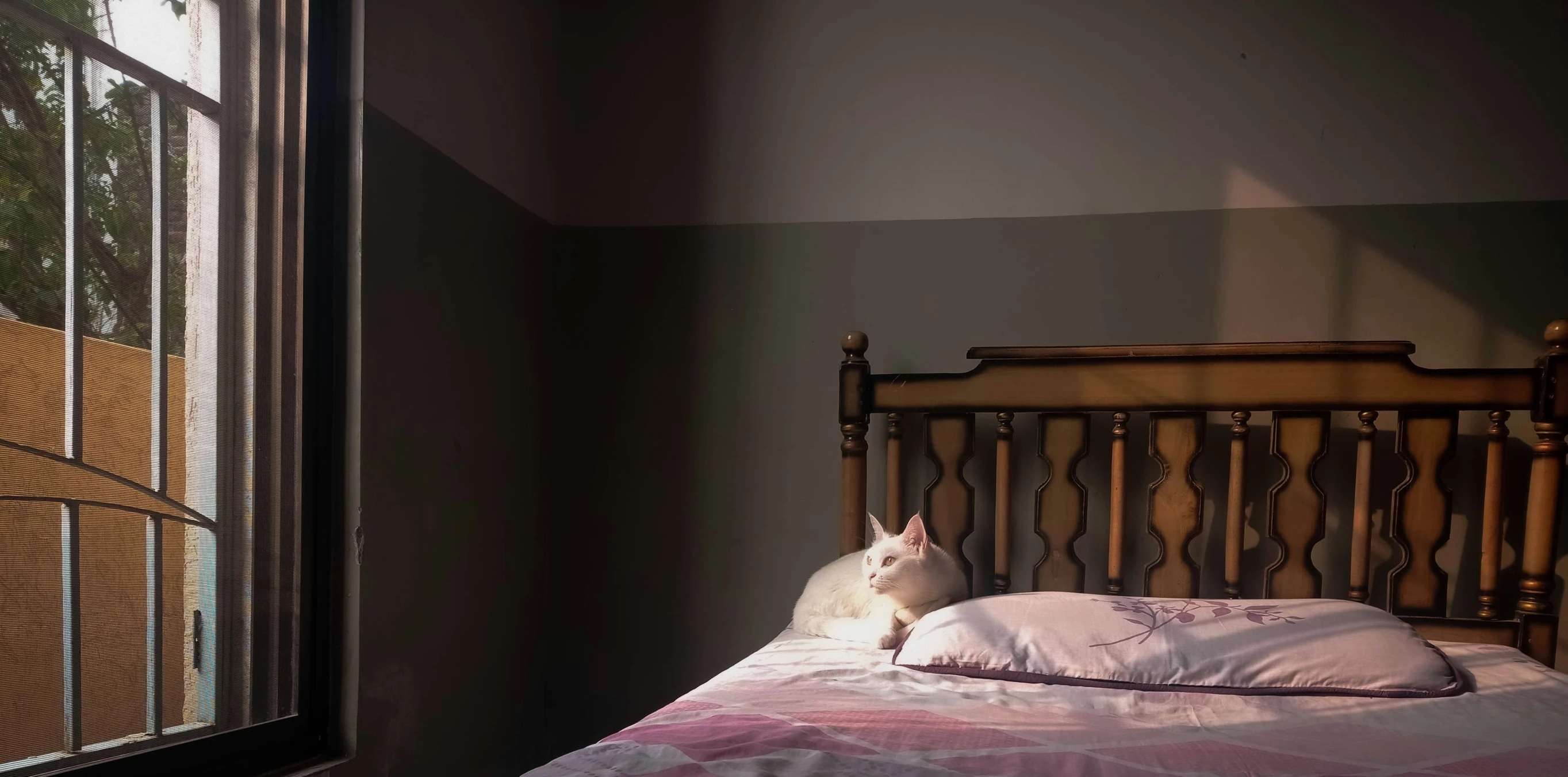 a small white cat sits on top of a bed