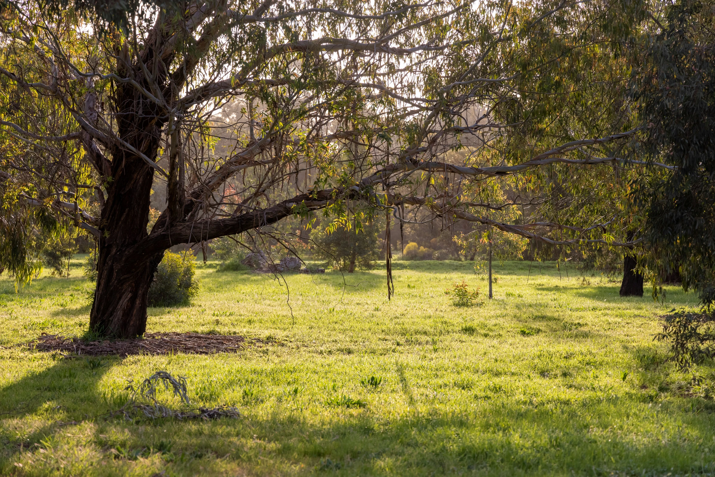 a grassy area with trees, and many rocks