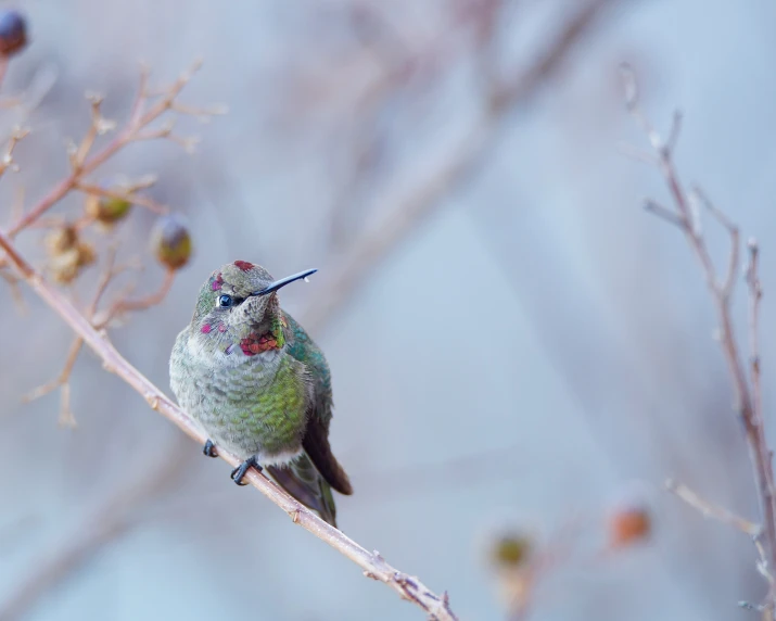 a small hummingbird sitting on a tree nch