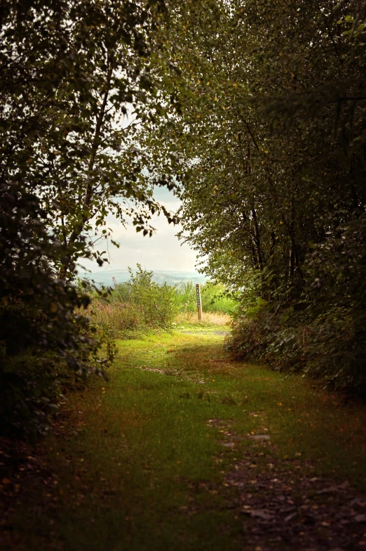 an open path that goes through a forest