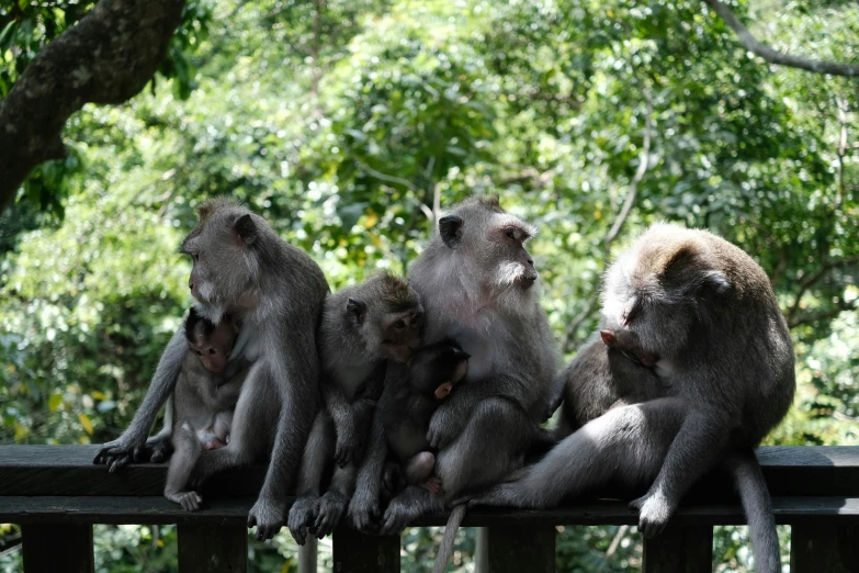 several monkeys sitting down on a fence looking out