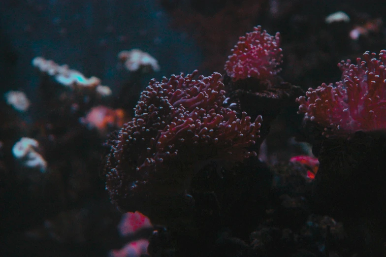 a group of small corals sit together