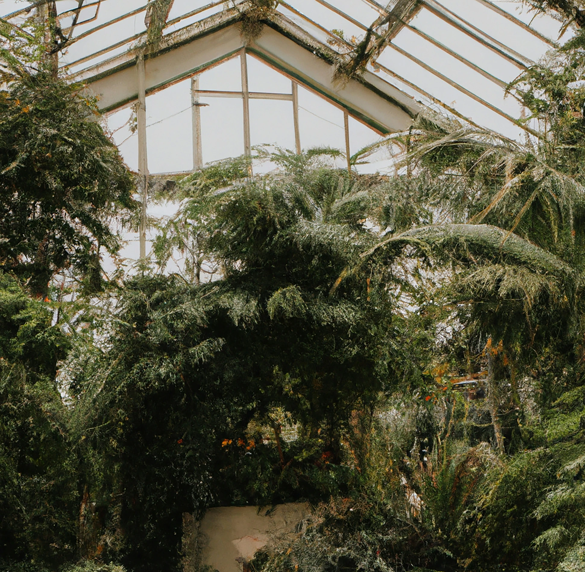 a bunch of plants that are in a building