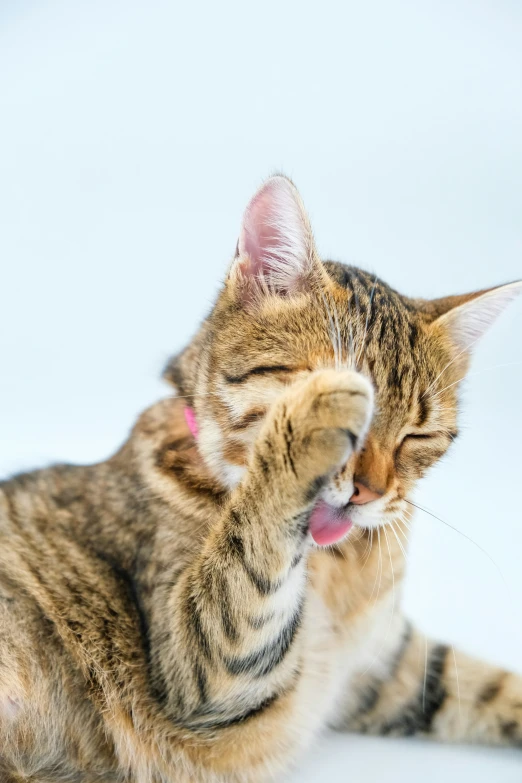 a cat is licking its face with its mouth